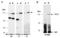 Tet Methylcytosine Dioxygenase 3 antibody, R1092-1, Abiocode, Western Blot image 
