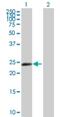 Zinc Finger Protein 501 antibody, H00115560-B01P, Novus Biologicals, Western Blot image 