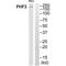 PHD Finger Protein 3 antibody, PA5-50087, Invitrogen Antibodies, Western Blot image 