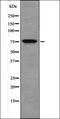 POU Class 2 Homeobox 1 antibody, orb335756, Biorbyt, Western Blot image 