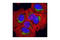 Syntaxin 6 antibody, 2869T, Cell Signaling Technology, Immunocytochemistry image 