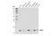 Chromobox 4 antibody, 46141S, Cell Signaling Technology, Western Blot image 