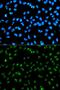 Fibrillarin antibody, GTX32604, GeneTex, Immunofluorescence image 