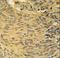 LCLT1 antibody, LS-C165718, Lifespan Biosciences, Immunohistochemistry paraffin image 