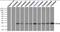 Crystallin Alpha B antibody, orb181520, Biorbyt, Western Blot image 