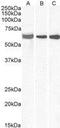 E74 Like ETS Transcription Factor 1 antibody, GTX11801, GeneTex, Western Blot image 
