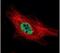 Protein Inhibitor Of Activated STAT 4 antibody, PA5-29146, Invitrogen Antibodies, Immunofluorescence image 