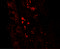 GLI Pathogenesis Related 1 antibody, 7623, ProSci, Immunofluorescence image 