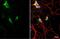 C9orf72-SMCR8 Complex Subunit antibody, GTX632041, GeneTex, Immunofluorescence image 