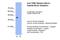 Tropomyosin 1 antibody, PA5-41996, Invitrogen Antibodies, Western Blot image 