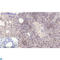 E2F-1 antibody, LS-C813740, Lifespan Biosciences, Immunohistochemistry frozen image 