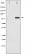 Tumor Protein P73 antibody, abx011313, Abbexa, Western Blot image 