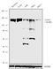 Large Tumor Suppressor Kinase 1 antibody, 702117, Invitrogen Antibodies, Western Blot image 