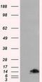 FKBP Prolyl Isomerase 1A antibody, MA5-24953, Invitrogen Antibodies, Western Blot image 