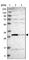 Thiamine Triphosphatase antibody, HPA028876, Atlas Antibodies, Western Blot image 