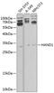 Heart And Neural Crest Derivatives Expressed 1 antibody, 23-944, ProSci, Western Blot image 