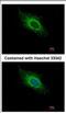 ATP Synthase Peripheral Stalk Subunit F6 antibody, NBP2-15514, Novus Biologicals, Immunofluorescence image 