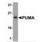 BCL2 Binding Component 3 antibody, LS-C9, Lifespan Biosciences, Western Blot image 