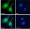 Dynein Light Chain LC8-Type 1 antibody, LS-C54726, Lifespan Biosciences, Immunofluorescence image 