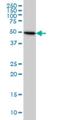 Tubulin Beta 4B Class IVb antibody, H00010383-M02, Novus Biologicals, Western Blot image 