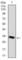 Thrombopoietin antibody, abx011134, Abbexa, Western Blot image 