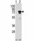 Eukaryotic Translation Initiation Factor 4B antibody, F40110-0.4ML, NSJ Bioreagents, Western Blot image 