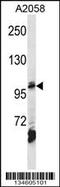 Adaptor Related Protein Complex 2 Subunit Beta 1 antibody, 58-131, ProSci, Western Blot image 