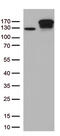 Transcriptional Repressor GATA Binding 1 antibody, TA813179, Origene, Western Blot image 