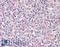 Tribbles Pseudokinase 1 antibody, LS-B7366, Lifespan Biosciences, Immunohistochemistry paraffin image 