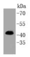 Erk1 antibody, NBP2-67555, Novus Biologicals, Western Blot image 