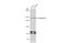 Plexin D1 antibody, GTX104765, GeneTex, Western Blot image 