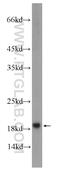 SNAP Associated Protein antibody, 10055-1-AP, Proteintech Group, Western Blot image 