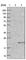 Transmembrane Protein 207 antibody, HPA014332, Atlas Antibodies, Western Blot image 