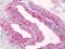 CD11C antibody, orb137183, Biorbyt, Immunohistochemistry paraffin image 