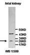 Cullin 2 antibody, orb77407, Biorbyt, Western Blot image 
