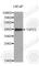 Testis Specific Protein Y-Linked 3 antibody, A6270, ABclonal Technology, Western Blot image 