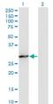 Proprotein Convertase Subtilisin/Kexin Type 1 Inhibitor antibody, H00027344-M02, Novus Biologicals, Western Blot image 