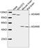 ADAM Metallopeptidase Domain 9 antibody, LS-C203120, Lifespan Biosciences, Western Blot image 