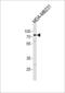 E3 ubiquitin/ISG15 ligase TRIM25 antibody, LS-C160180, Lifespan Biosciences, Western Blot image 