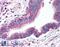 LDL Receptor Related Protein 8 antibody, LS-B141, Lifespan Biosciences, Immunohistochemistry paraffin image 