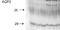 Aquaporin 2 antibody, LS-C150454, Lifespan Biosciences, Western Blot image 