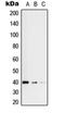 Replication Factor C Subunit 3 antibody, orb214514, Biorbyt, Western Blot image 