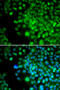 Four And A Half LIM Domains 1 antibody, 19-678, ProSci, Immunofluorescence image 