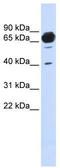 Mannosidase Alpha Class 1A Member 2 antibody, TA341856, Origene, Western Blot image 