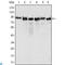 MutL Homolog 1 antibody, LS-C812814, Lifespan Biosciences, Western Blot image 