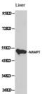 Nicotinamide Phosphoribosyltransferase antibody, LS-C192265, Lifespan Biosciences, Western Blot image 