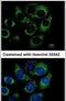 Retinol Binding Protein 1 antibody, PA5-28713, Invitrogen Antibodies, Immunofluorescence image 