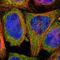 GUF1 Homolog, GTPase antibody, NBP1-83700, Novus Biologicals, Immunocytochemistry image 