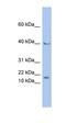 MYC Associated Factor X antibody, orb333130, Biorbyt, Western Blot image 