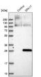 Sperm Autoantigenic Protein 17 antibody, NBP1-85409, Novus Biologicals, Western Blot image 